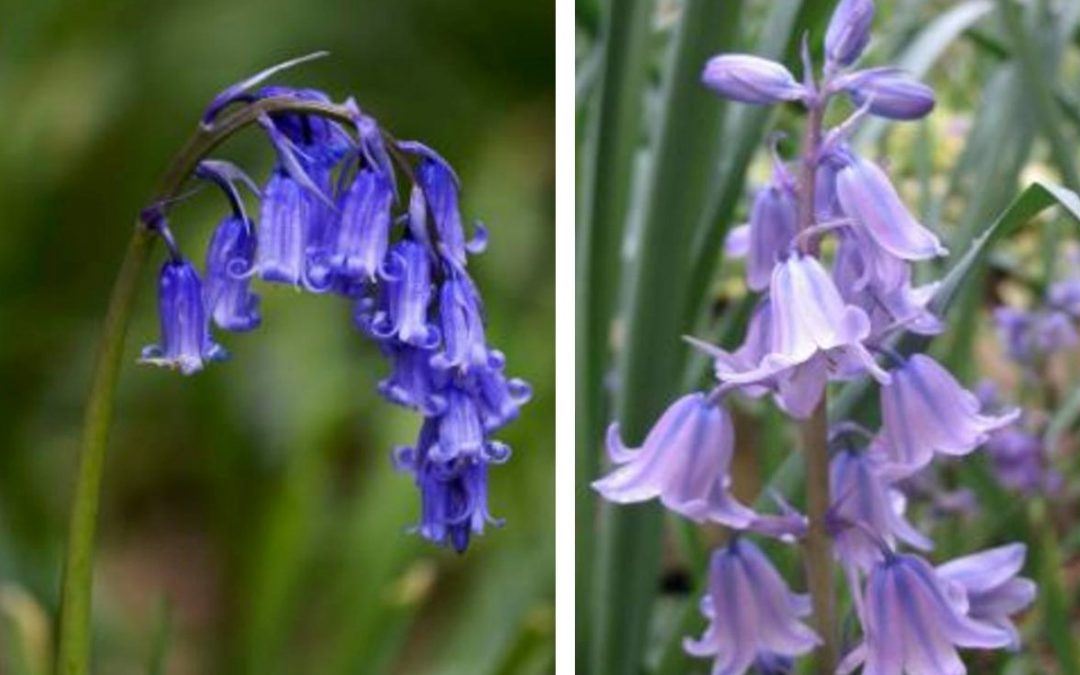 Springtime thoughts from our gardener