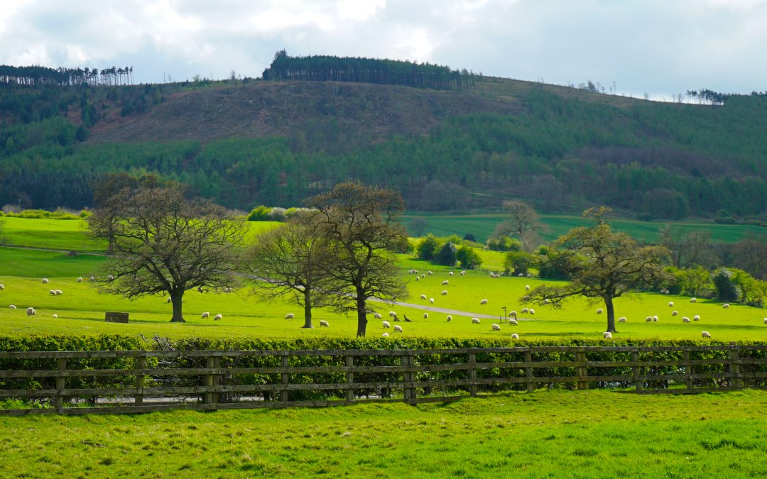 Gisborough’s ‘green’ team named as best in business